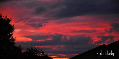 Desert Sunset.....Storm Clouds On The Horizon | azplantlady.com