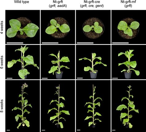 Plant Phenotypes Upon Growth In Soil Plants Were Raised From Seeds And