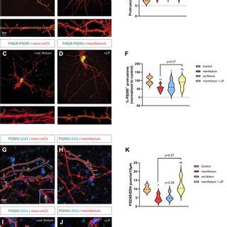 Membranetethered Wnts Are Required For Synaptogenesis Cortical Neurons