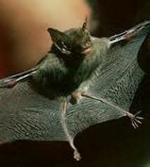 Bumblebee Bat - Animal of the world Wiki