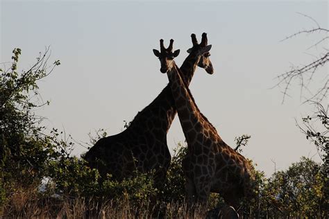 Giraffe Safari Africa - Free photo on Pixabay - Pixabay