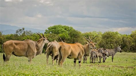 3 jours de safari de luxe dans la réserve naturelle d Ol Pejeta en Jeep