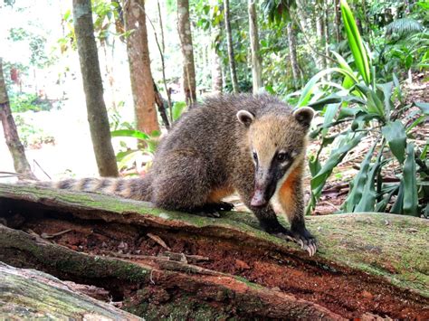 Biodiversidade Brasileira On Twitter J Em Troquei De C Mera