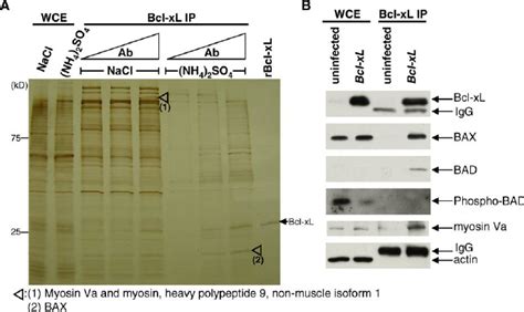 Bcl Xl Interacts With Bax Unphosphorylated Bad And Myosin Va In The