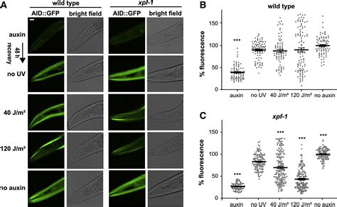 Tissue Specific Dna Repair Activity Of Ercc Xpf Cell Reports