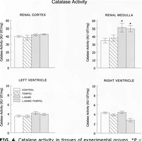 Pdf Antioxidant Enzymes And Effects Of Tempol On The Development Of