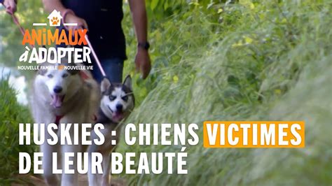 Huskies chiens victimes de leur beauté Animaux à Adopter YouTube