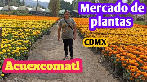 Mercado De Flores Y Plantas Acuexcomatl Xochimilco Jardiner A