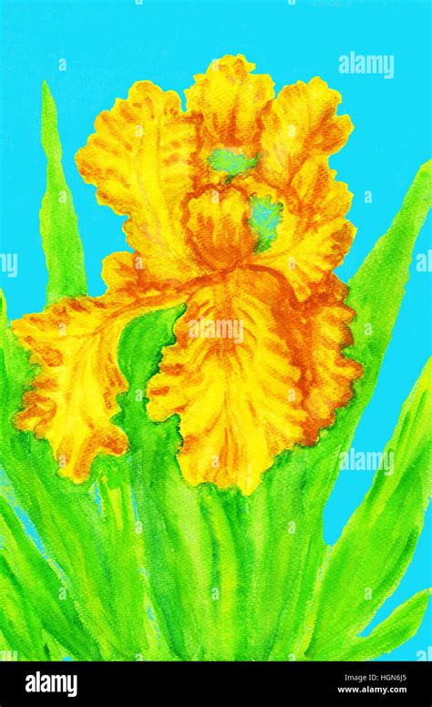 Yellow iris, painting Stock Photo - Alamy