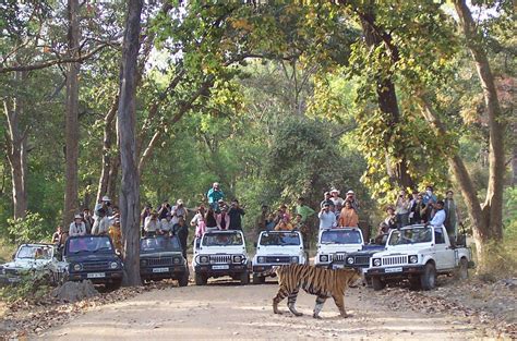 Arts Travels BANDHAVGARH NATIONAL PARK - Arts Travels