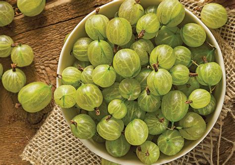 Gooseberry Pixwell Degroot