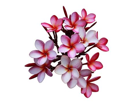 flor de plumeria o frangipani primer plano exótico ramo de flores de