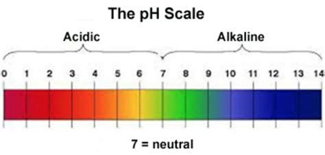 Strength Of Acid And Base PH Scale Acid Bases And Salts Class 10