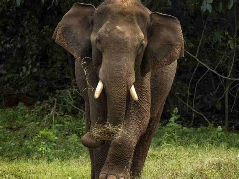 Tamil Nadu Elephant Tramples Mahout To Death At Theppakadu Camp In