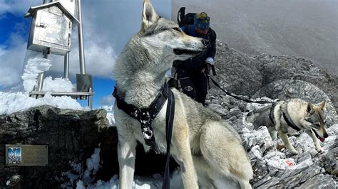 Numb Il Cane Alpinista Che Nessuno Voleva Adottare A Causa Della Sua