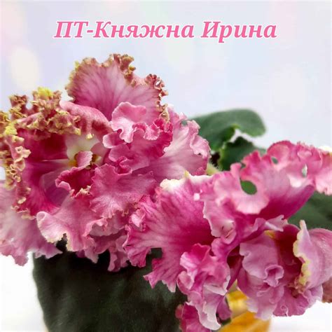 ПТ-Княжна Ирина >фото и описание сорта > Фиалки online