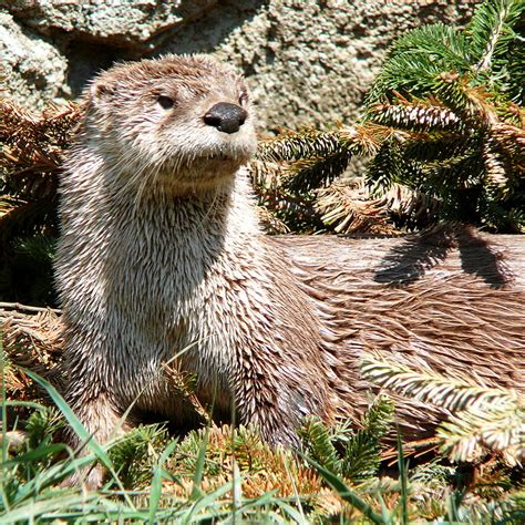 North American River Otters U S National Park Service