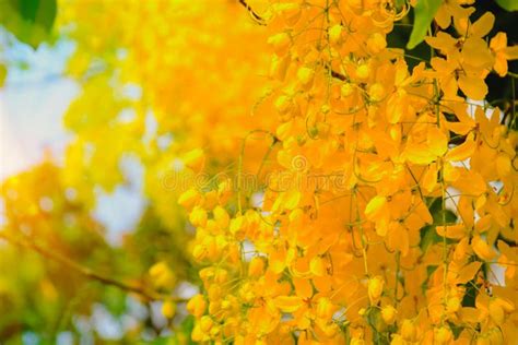 A Flor Dourada Do Chuveiro Ou Sabido Como a árvore De Chuva Dourada O