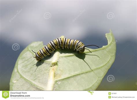 Monarch Butterfly Danaus Plexippus Caterpillar Eating A Leaf Stock