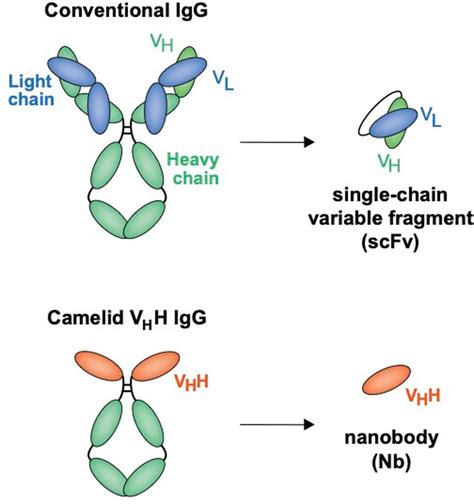 Antibody Fragments Single Chain Variable Fragments And Nanobodies Are Download Scientific