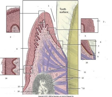 Microscopic Anatomy Of The Periodontium Flashcards Quizlet