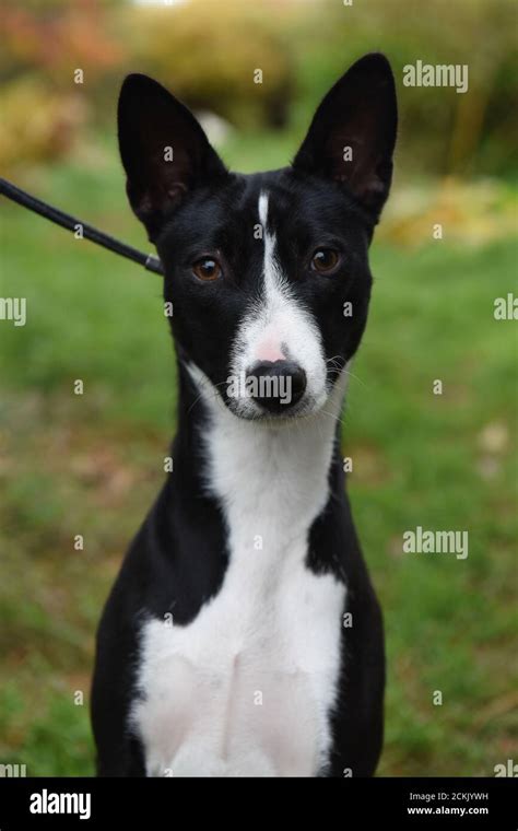 Black and white Basenji dog portrait on nature Stock Photo - Alamy