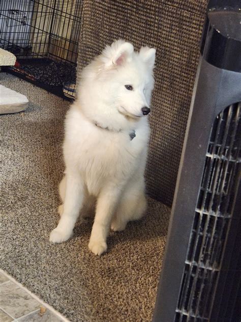 Lumi's winter coat is in full affect! 6mo : r/samoyeds