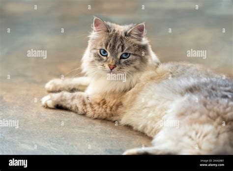 White siberian cat blue eyes hi-res stock photography and images - Alamy