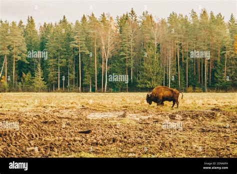 Bison in full growth in its habitat Stock Photo - Alamy