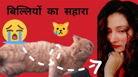 Dekhiye Meri Billiyon Ka Sahara Cat Catvlogs Viral Vlog Cats