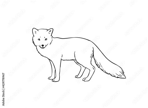 Arctic fox hand-drawn outline vector sketch isolated on white ...