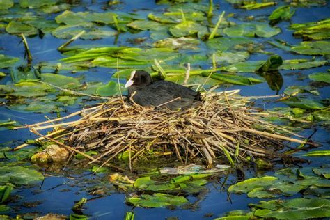 Foulque Macroule Nid Oiseau Photo Gratuite Sur Pixabay