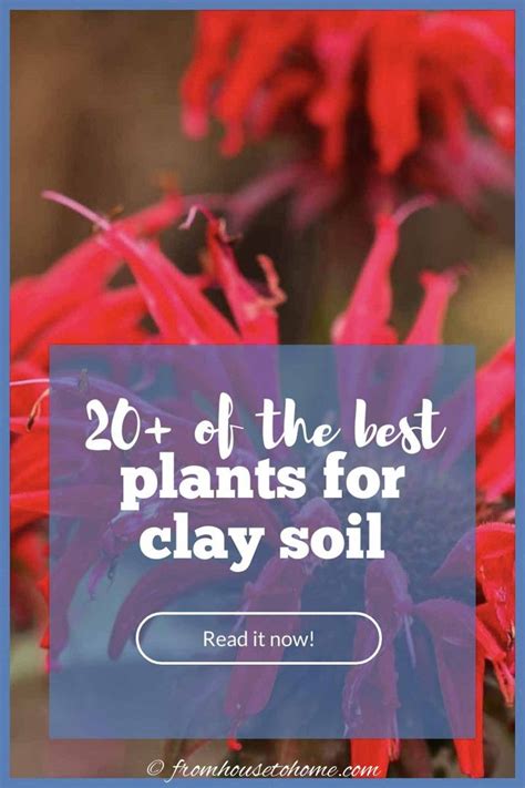 Best Plants For Clay Soil 20 Perennials You Ll Want In Your Garden