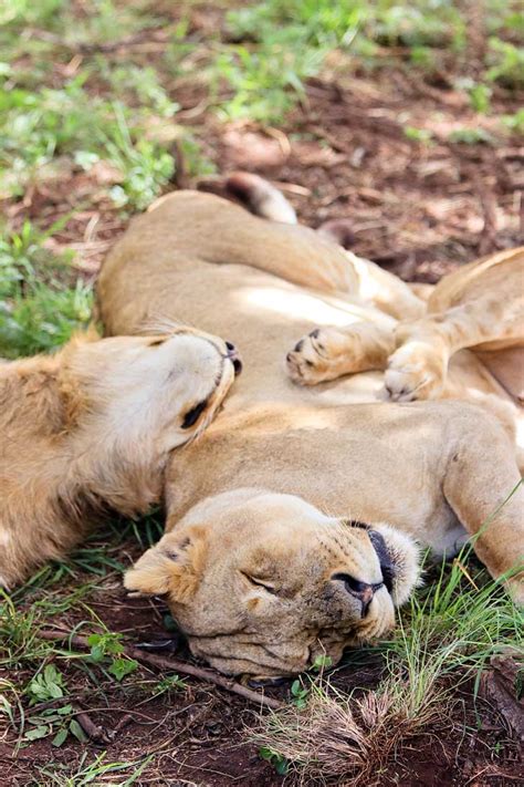 The Lion Park Johannesburg South Africa One Day Mini Safaris