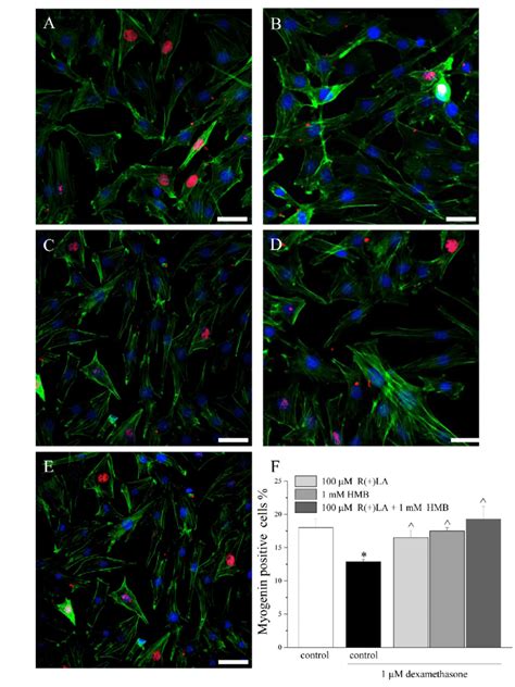 Myogenin Staining Of C2c12 Cells After 72 H Differentiation C2c12