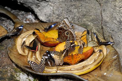 Butterfly Rainforest – Exhibits