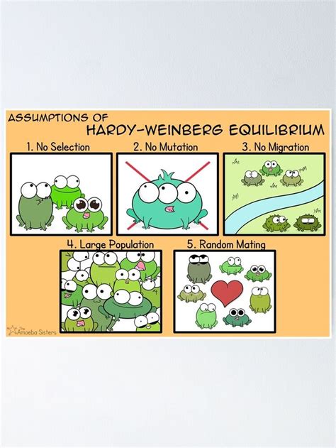 Assumptions of Hardy-Weinberg Equilibrium Poster by amoebasisters | Assumptions, Hardy, Science geek