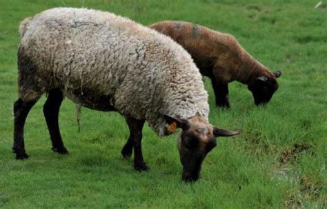 L agneau des prés salés 200e produit du terroir reconnu par l UE