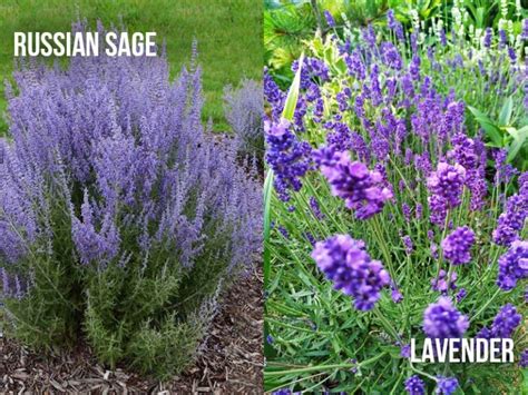 Russian Sage Vs Lavender 6 Key Differences World Of Garden Plants