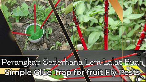 Alat Perangkap Lalat Buah Efektif How To Control Fruit Fly Pests With