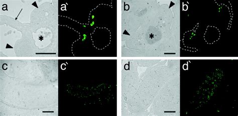 Reprogramming Of Primordial Germ Cells Begins Before Migration Into The