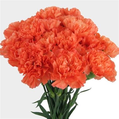 Orange Carnation Flower Fancy Wholesale Blooms By The Box