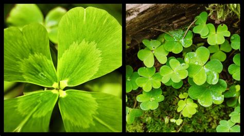 The difference between a four-leaf CLOVER and a SHAMROCK