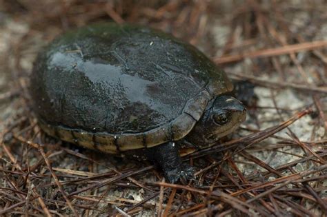 Eastern Mud Turtle In June By Moses Michelsohn Inaturalist