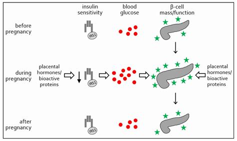 Ijms Free Full Text Placental Endocrine Activity Adaptation And Disruption Of Maternal