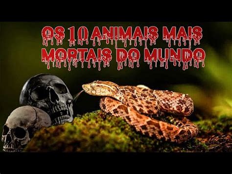 Os Animais Mais Mortais Do Mundo Youtube