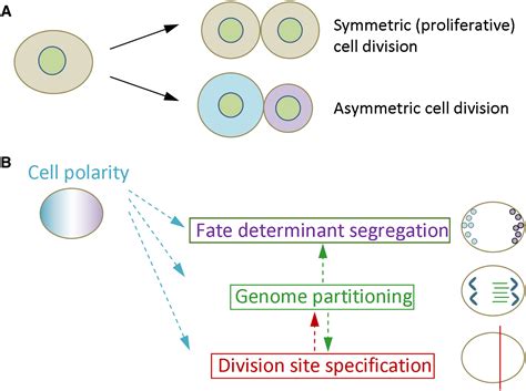 The Art Of Choreographing Asymmetric Cell Division Developmental Cell