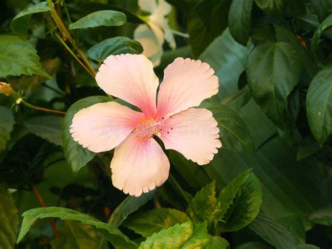 Flor Rosada Del Hibisco Imagen De Archivo Imagen De Verde 90790949