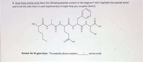 Solved 1. How many amino acids does the following peptide | Chegg.com