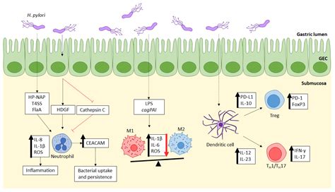 Ijms Free Full Text Innate Immunity Crosstalk With Helicobacter